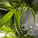 Kaj je CBD